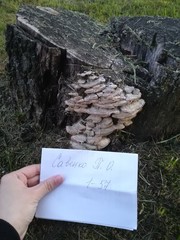 Trametes betulina