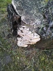 Trametes betulina