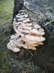 Trametes betulina