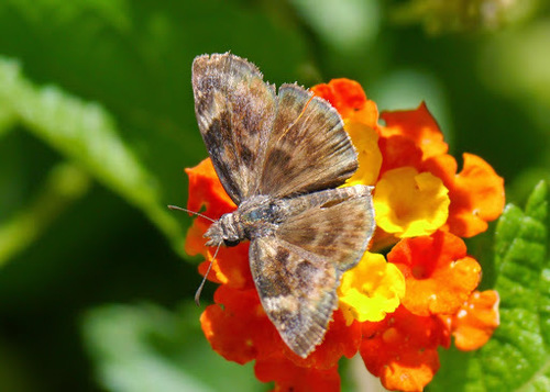 Gesta invisus