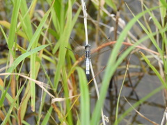 Orthetrum albistylum speciosum