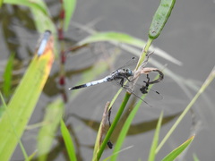 Orthetrum albistylum speciosum