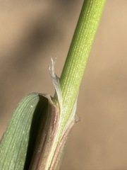 Torreyochloa