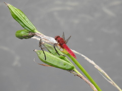 Crocothemis servilia mariannae