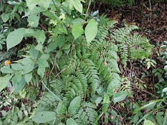 Pteridium latiusculum japonicum
