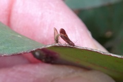 Anoeconeossa