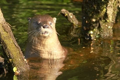 Lontra provocax