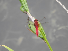 Crocothemis servilia mariannae
