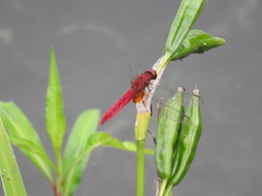 Crocothemis servilia mariannae