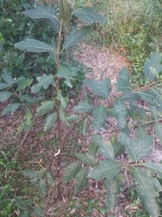 Ficus fraseri
