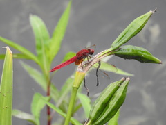 Crocothemis servilia mariannae
