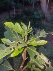 Ficus fraseri