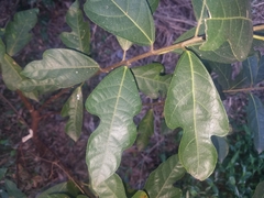 Ficus fraseri