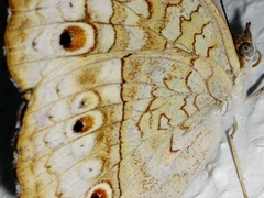 Junonia atlites