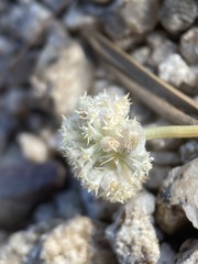 Oreonana clementis