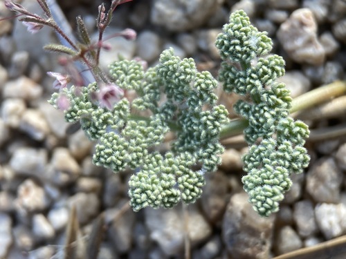 Image of Oreonana clementis by (c) Matt Berger, some rights reserved (CC BY)