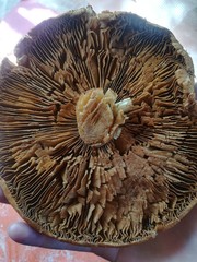 Lactarius resimus