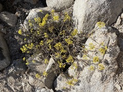 Eriogonum microtheca ambiguum