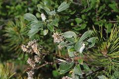 Salix lanata