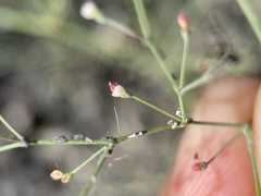 Eriogonum parishii