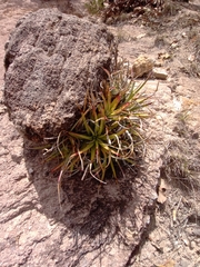 Hechtia glomerata