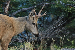Hippocamelus bisulcus