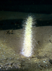 Veretillidae