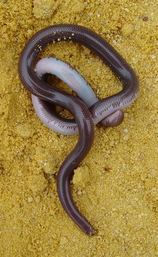 Southern Blind Snake sighting