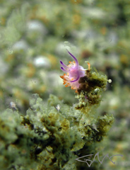 Flabellina