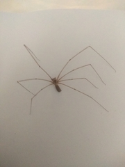 Pholcus phalangioides