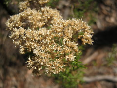 Ozothamnus retusus