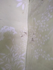 Pholcus phalangioides