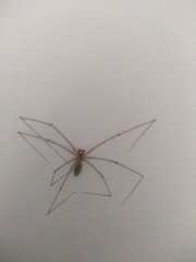 Pholcus phalangioides