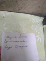 Pholcus phalangioides