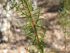 Ozothamnus retusus