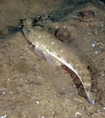 Platycephalus grandispinis