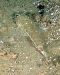 Platycephalus grandispinis