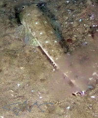 Platycephalus grandispinis