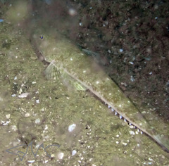 Platycephalus grandispinis