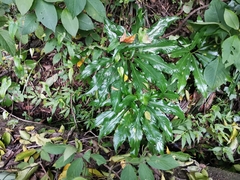 Arisaema thunbergii urashima
