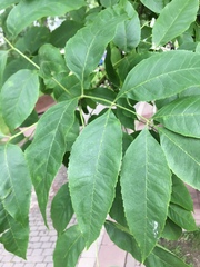 Fraxinus pennsylvanica