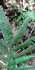 Arachniodes amabilis
