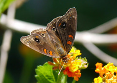 Junonia stemosa