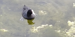 Fulica atra