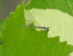 Paracercion calamorum