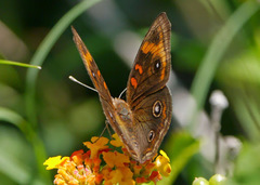 Junonia stemosa