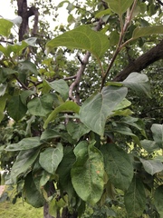 Malus domestica
