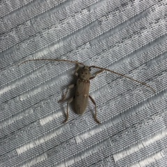 Eburia mutica