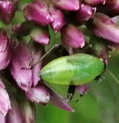 Adelphocoris ticinensis