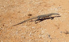 Varanus giganteus